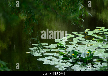 Blick auf die Bank von Teich mit Seerosen wild durch die Trauerweide. Stockfoto