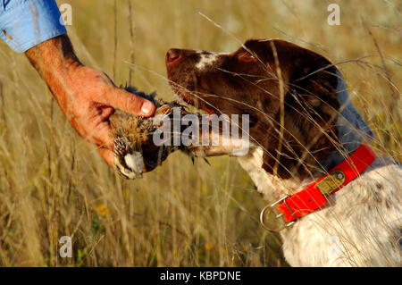Ein Jäger nimmt eine Bobwhite Wachtel aus seinem Springer Spaniel Retriever Hund bei der Jagd in der Nähe von spofford Texas Stockfoto