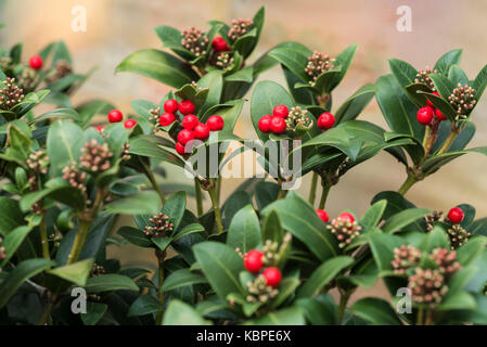 Skimmia japonica olympische Flamme, rote Beeren Stockfoto