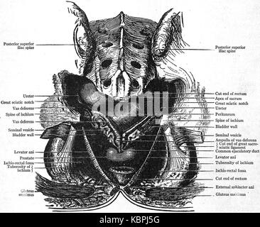 EB 1911 reproduktives System, in der Anatomie der Blase, der Prostata, Samenblasen und Deferentia Stockfoto