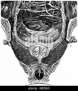 EB 1911 reproduktives System, in der Anatomie Becken Bereich mit Blase und Prostata Stockfoto