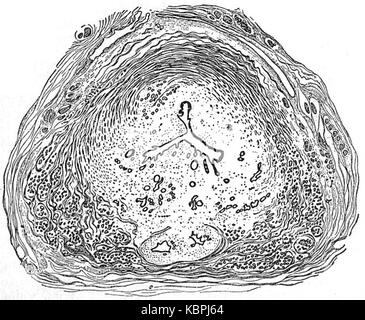 EB 1911 reproduktives System, in der Anatomie Prostata Abschnitt Stockfoto