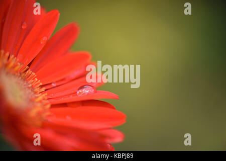 Makro Nahaufnahme Bild der rot orange Gerbera daisy flower mit Regentropfen und in meinem Garten an der Südküste von England gebracht Stockfoto