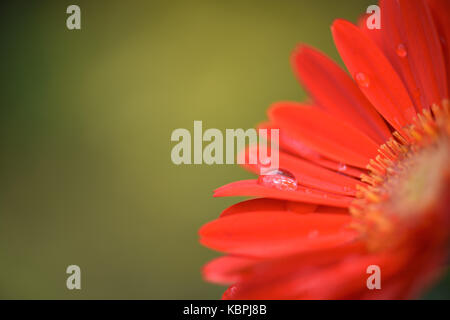 Makro Nahaufnahme Bild der rot orange Gerbera daisy flower mit Regentropfen und in meinem Garten an der Südküste von England gebracht Stockfoto