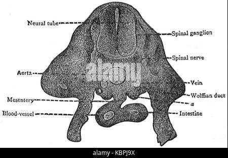 EB 1911 reproduktives System, in der Anatomie Ratte embryo Stockfoto