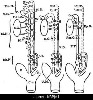 EB 1911 reproduktives System, in der Anatomie Bildung der genito urinausscheidende Apparate Stockfoto