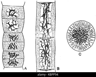 EB 1911 Pflanzen (Zytologie) Zelle Struktur der Cyanophyceae Stockfoto