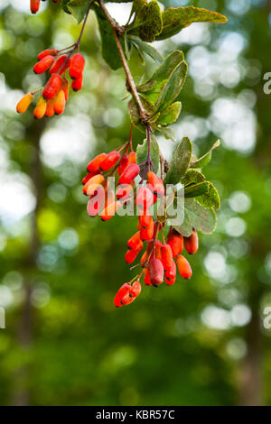 Reife Beeren von berberitze auf dem Zweig closeup Stockfoto