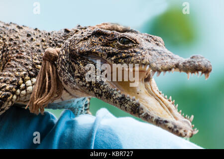 Kubanische Krokodile (Crocodylus rhombifer) kritisch bedrohte Reptil endemisch in Kuba Stockfoto