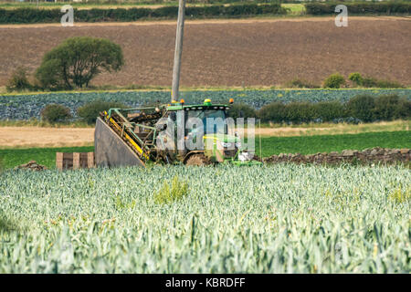 Mann, der einen Traktor fährt und ein Lauchfeld erntet, East Lothian, Schottland, Großbritannien Stockfoto