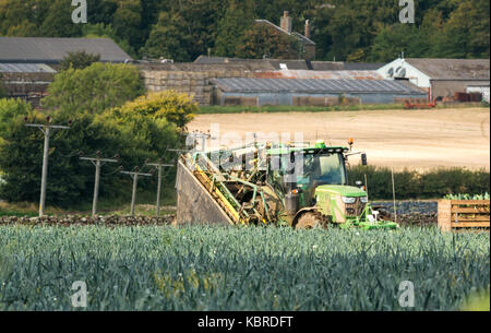 Mann, der einen Traktor fährt und ein Lauchfeld erntet, East Lothian, Schottland, Großbritannien Stockfoto