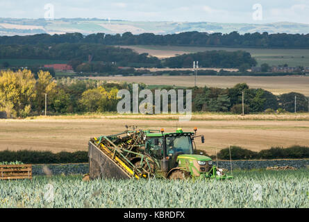 Mann, der einen Traktor fährt und ein Lauchfeld erntet, East Lothian, Schottland, Großbritannien Stockfoto