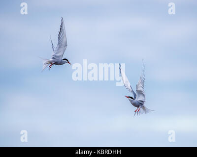 Die Küstenseeschwalbe (Sterna paradisae) fliegt wie Kämpfer in den Himmel. Stockfoto