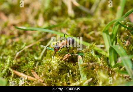 Rote Waldameise (formica Rufa) läuft im Moos, Bayern, Deutschland Stockfoto