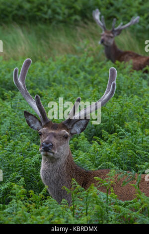 Red Deer Hirsch in Glen Etive, Schottland Stockfoto
