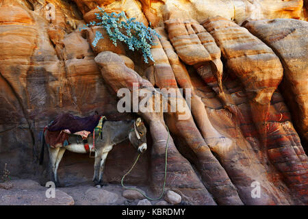 Esel ausruhen an farbenfrohen Felsformationen in Petra, Wadi Musa, Jordanien Stockfoto