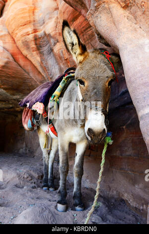 Esel ausruhen an farbenfrohen Felsformationen in Petra, Wadi Musa, Jordanien Stockfoto