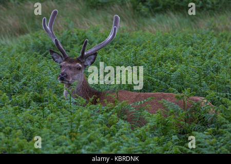 Red Deer Hirsch in Glen Etive, Schottland Stockfoto