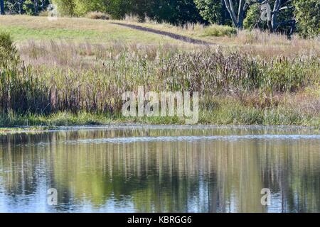 Küste von Teich mit hohen aquatischen Gras wachsen in der Nähe der Kante Stockfoto