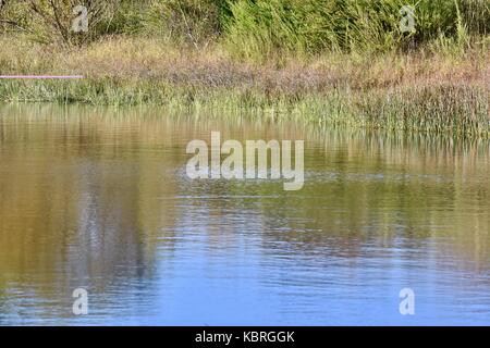 Küste von Teich mit hohen aquatischen Gras wachsen in der Nähe der Kante Stockfoto