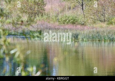 Küste von Teich mit hohen aquatischen Gras wachsen in der Nähe der Kante Stockfoto