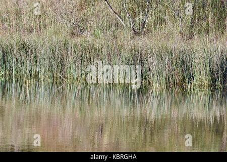 Küste von Teich mit hohen aquatischen Gras wachsen in der Nähe der Kante Stockfoto