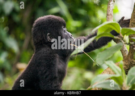 Mountain Gorilla im Dschungel von Ruanda. Volcanoes National Park. Stockfoto