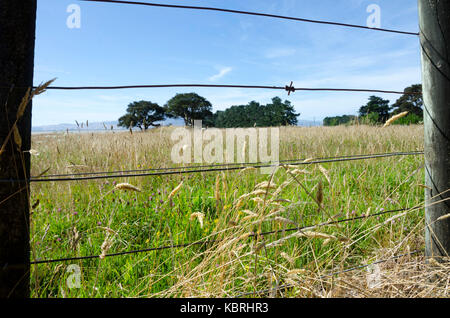 Zaun um Feld mit langen Gras, Western Lake, Wairarapa, North Island, Neuseeland Stockfoto
