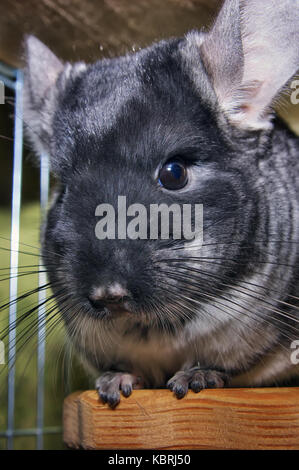 Chinchilla in einem Käfig. Chinchilla zu Hause. Chinchilla portrait Stockfoto