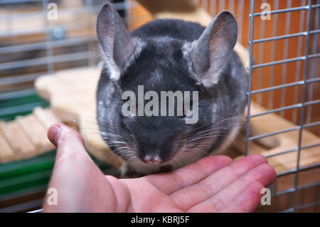 Chinchilla in einem Käfig. Chinchilla zu Hause. Chinchilla portrait Stockfoto