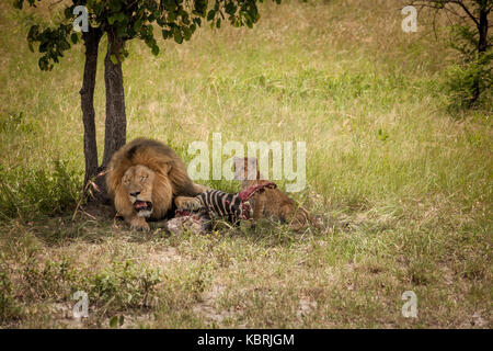 Männliche Löwe und Cub auf einem Zebra töten in Gras unter Baum Stockfoto