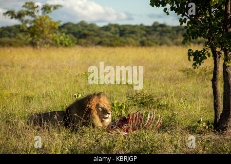 Männliche Löwe aalen sich in der Sonne nach dem Essen Zebra Stockfoto