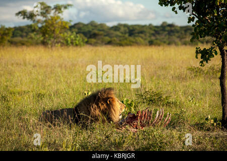 Männliche Löwe aalen sich in der Sonne nach dem Essen Zebra Stockfoto