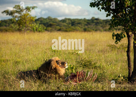 Männliche Löwe aalen sich in der Sonne nach dem Essen Zebra Stockfoto