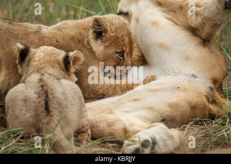Löwen Jungen schlafen spielende Erwachsene Alpha-Männchen Stockfoto