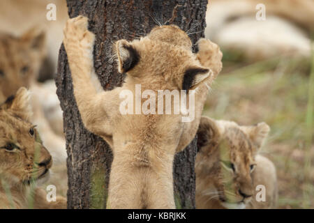 Lion cub packte einen Baum in Antilope Conservation Park, Simbabwe. Stockfoto