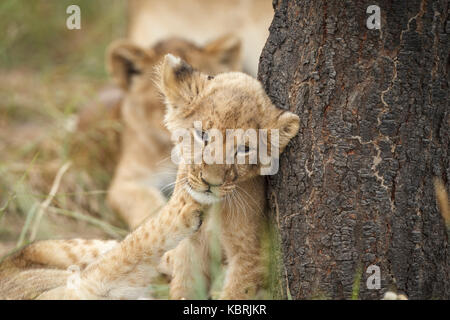 Lion cub gegen einen Baum in Antilope Conservation Park, Simbabwe reiben. Stockfoto