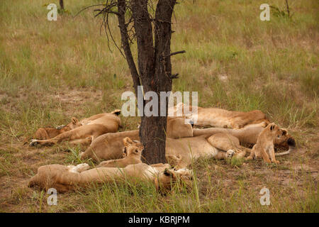 Löwen Jungen schlafen spielende Erwachsene Alpha-Männchen Stockfoto