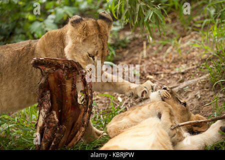 Junge Löwen auf einer Tötungsfütterung Stockfoto