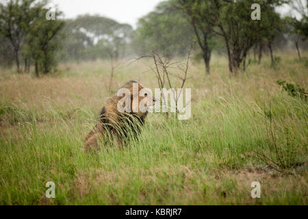 Großer männlicher Löwe sitzt im langen Gras mit Bäumen im Hintergrund im Regen Stockfoto