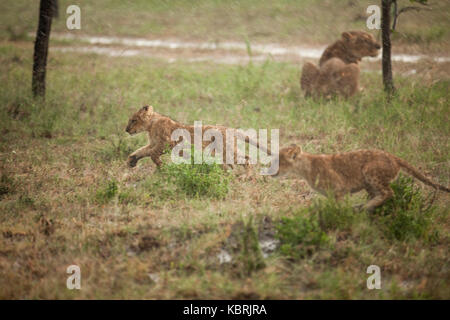 afrikanische Löwenjungen laufen und spielen im Regen mit Eine Löwin im Hintergrund Stockfoto