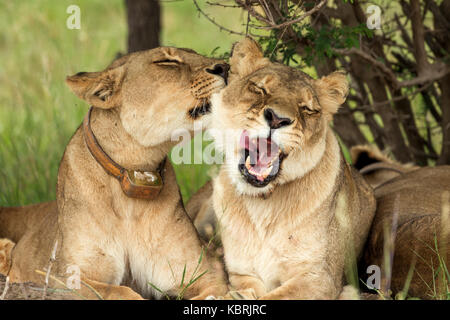 2 Löwinnen streicheln und reiben Köpfe in Bush, Antelope Park, Simbabwe, trägt Halsband Stockfoto