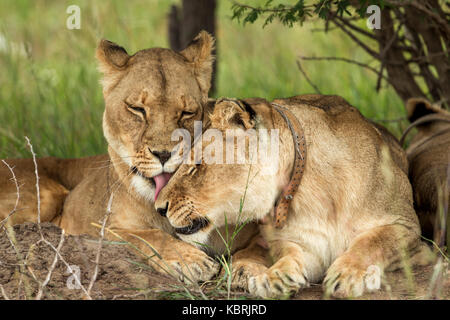 2 Löwinnen streicheln und reiben Köpfe in Bush, Antelope Park, Simbabwe, trägt Halsband Stockfoto