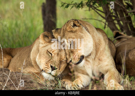 2 Löwinnen streicheln und reiben Köpfe in Bush, Antelope Park, Simbabwe, trägt Halsband Stockfoto