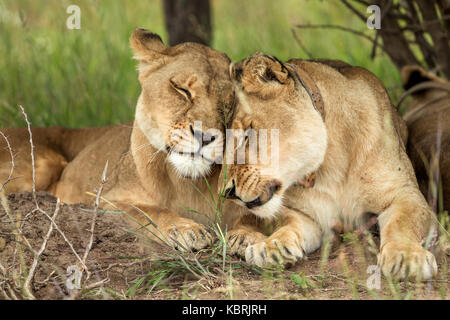 Löwinnen kuscheln und putzen sich gegenseitig in Simbabwe Stockfoto