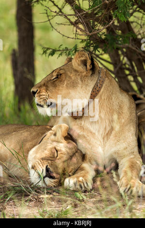 2 Löwinnen kuscheln und Ruhen im Bush, Antelope Park, Simbabwe, trägt Halsband Stockfoto