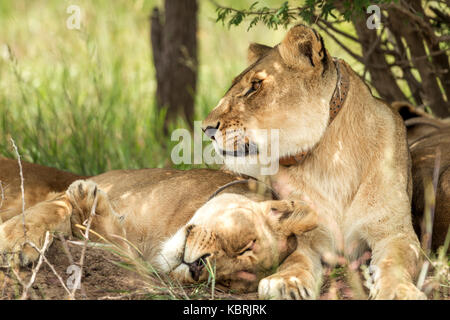 2 Löwinnen streicheln und reiben Köpfe in Bush, Antelope Park, Simbabwe, trägt Halsband Stockfoto