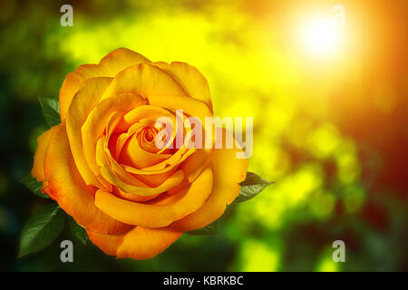 Gelbe Rose mit abstrakten Sonnenlicht und Bokeh für Hintergrund. Stockfoto
