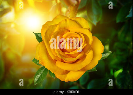 Gelbe Rose mit abstrakten Sonnenlicht und Bokeh für Hintergrund. Stockfoto
