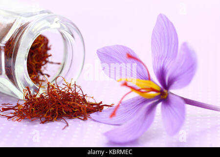 In der Nähe von Saffron flower und getrockneten Safran Stockfoto